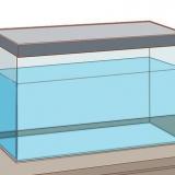 Prendersi cura di un axolotl