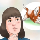 Prendersi cura di un cucciolo di beagle