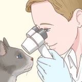 Prendersi cura di un gatto cieco