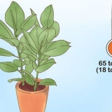 Prendersi cura di un ficus