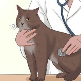 Prendersi cura di un gatto con felv