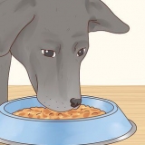 Prendersi cura di un labrador retriever