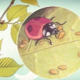 Prendersi cura di una coccinella