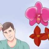 Prendersi cura di un'orchidea in casa
