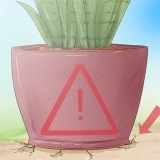Prendersi cura di una sansevieria