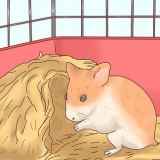 Prendersi cura dei cuccioli di criceto