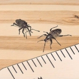 Impedire ai weevil di entrare nella tua dispensa