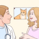 Impedisci al tuo gatto di fare pipì sul tuo letto