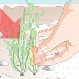 Tenere le lumache d'acqua