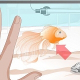 Curare l'idropisia nel pesce rosso