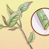 Weigela di potatura