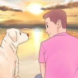 Scopri se piaci di più al tuo cane