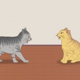 Sapere se i gatti stanno giocando o litigando