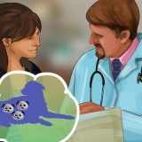 Sapere quando un cane ha finito di partorire