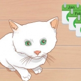 Sapere quando un gattino è abbastanza grande per essere sterilizzat...