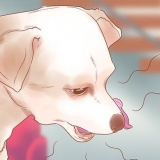 Sapere quando il tuo cane è malato