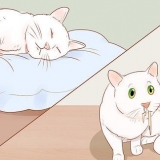 Sapere quando il tuo gatto è malato