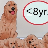 Sapere quando smettere di allevare un cane femmina