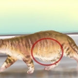Diagnosi di vermi in un gatto