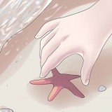 Tieni le stelle marine come decorazione