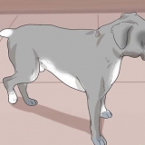 Vedi se un cane sta soffrendo