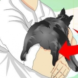 Controlla se un gatto è stato castrato