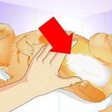 Controlla se un gatto è stato sterilizzato