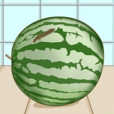 Guarda se un cocomero è marcio