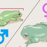 Verifica se la tua raganella è maschio o femmina