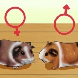 Controlla se la tua cavia è incinta