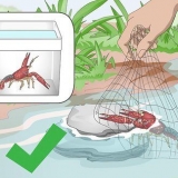 Conservazione dei gamberi d'acqua dolce