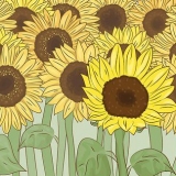Essiccare i girasoli