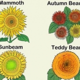 Girasoli in crescita