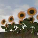 Raccolta dei semi di girasole