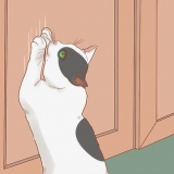 Fare in modo che un gatto smetta di graffiare la porta