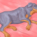 Assicurati che il tuo cane non dorma più nel tuo letto