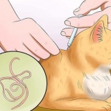 Impedisci al tuo gatto di vomitare