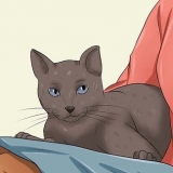 Fare in modo che il tuo gatto ti ami