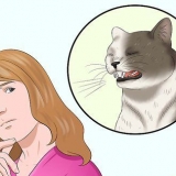 Assicurati che il tuo gatto non si spezzi da solo