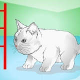Fare in modo che i gattini smettano di miagolare