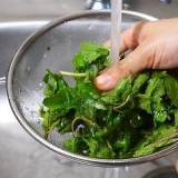 Mantenere fresche le foglie di menta