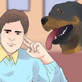 Prendersi cura di un cucciolo di rottweiler