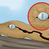 Prendersi cura di un serpente che muta