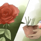Elimina le macchie nere sulle rose