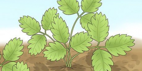 Potatura di piante di fragole