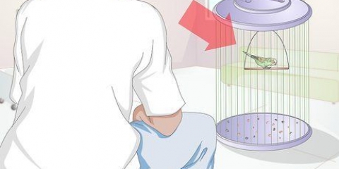 Sbarazzarsi degli acari in un pappagallino