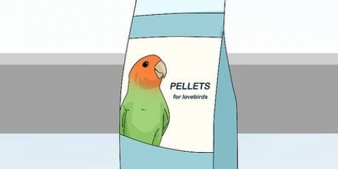 Nutrire i piccioncini