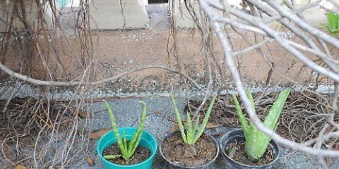 Piante di aloe vera