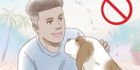 Ridurre l'ansia nei cani