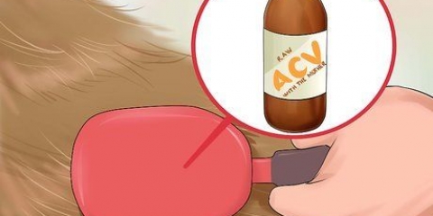 Usare l'aceto di mele nei cani